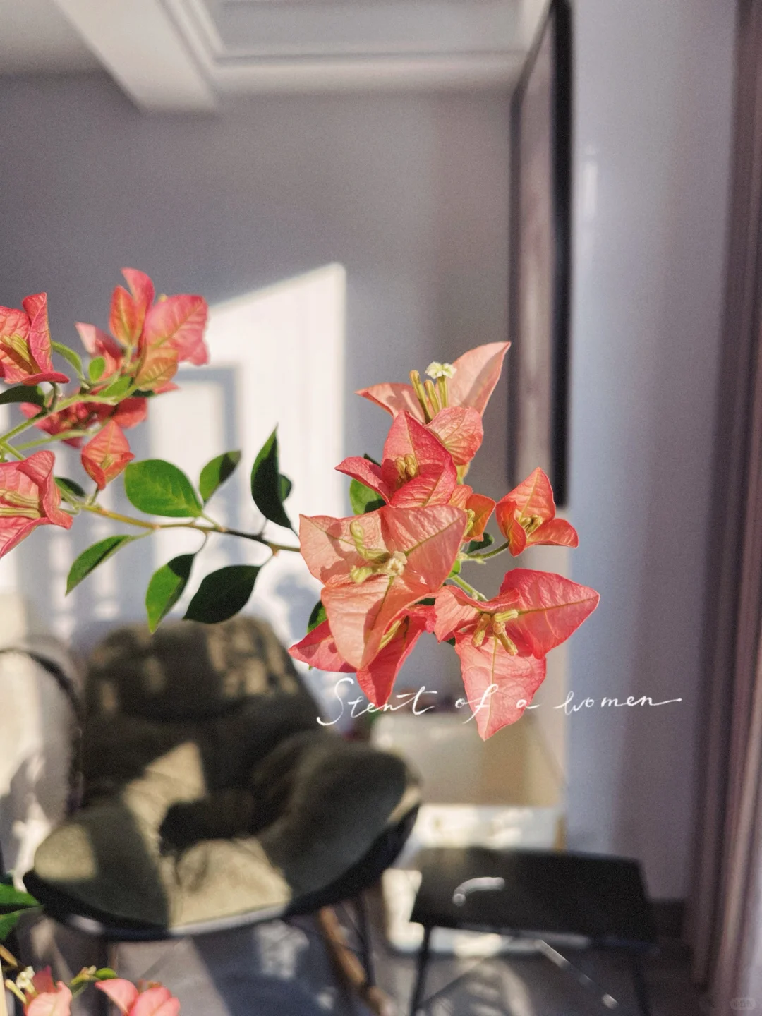 ☁️ 花儿与少妇的日常 」