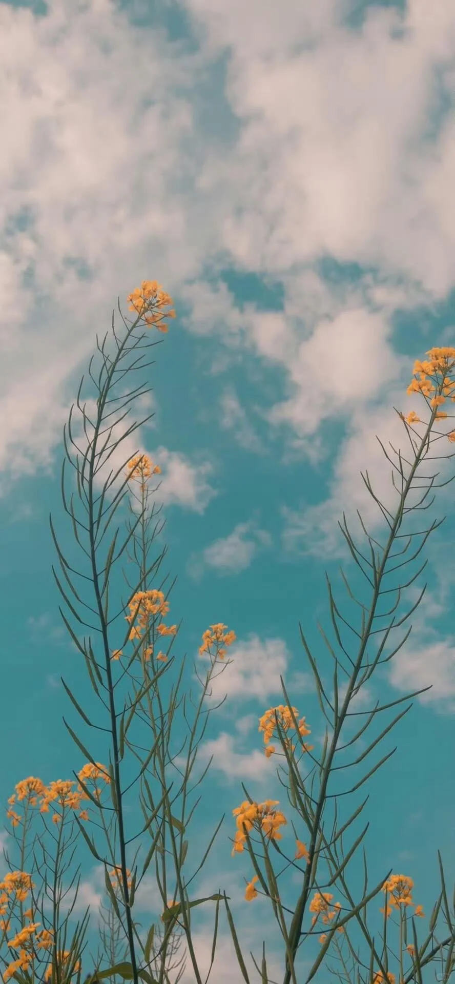 𝐖𝐚𝐥𝐥𝐚𝐩𝐚𝐩𝐞𝐫｜氛围感壁纸