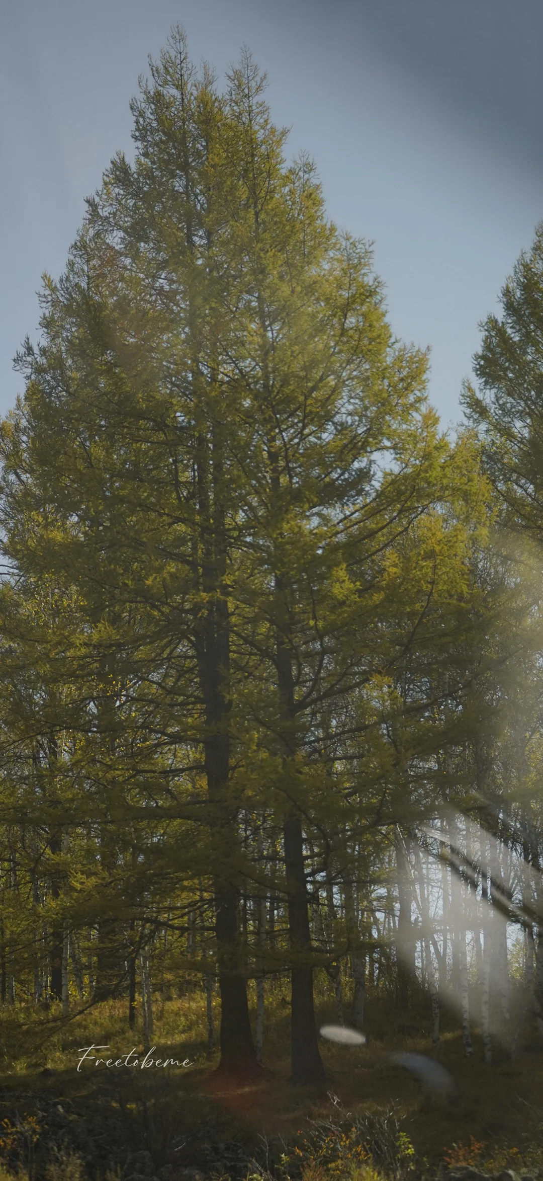 竖屏壁纸·风景～