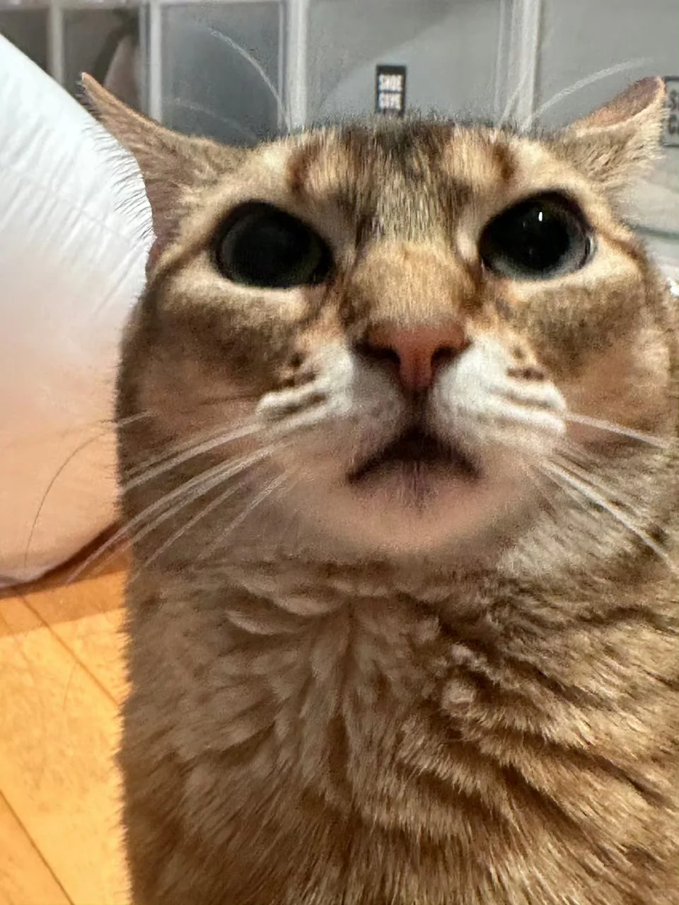 丹尼尔手机壁纸/fancon会员礼&赞儿/鸭鸭