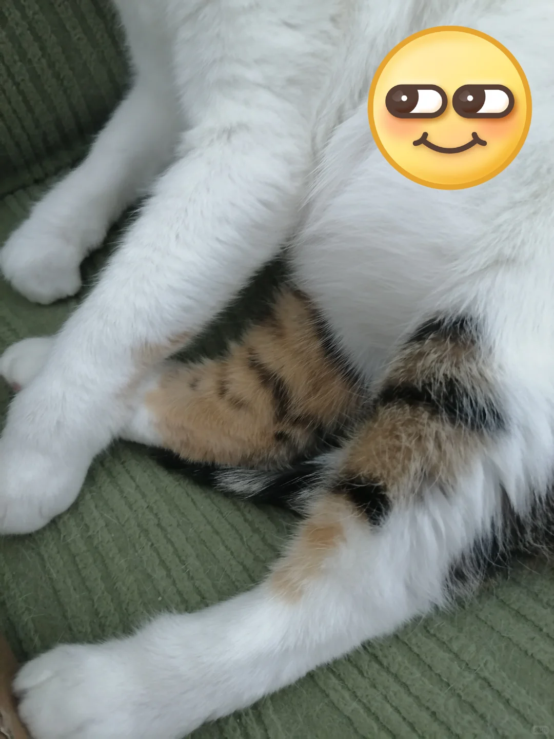 小喵咪的美腿诱惑