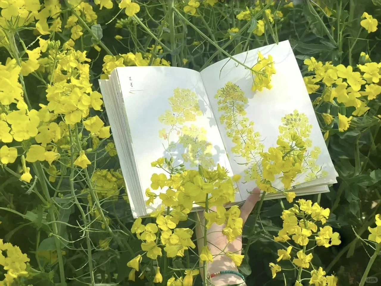 ipad平板壁纸｜高清电脑壁纸