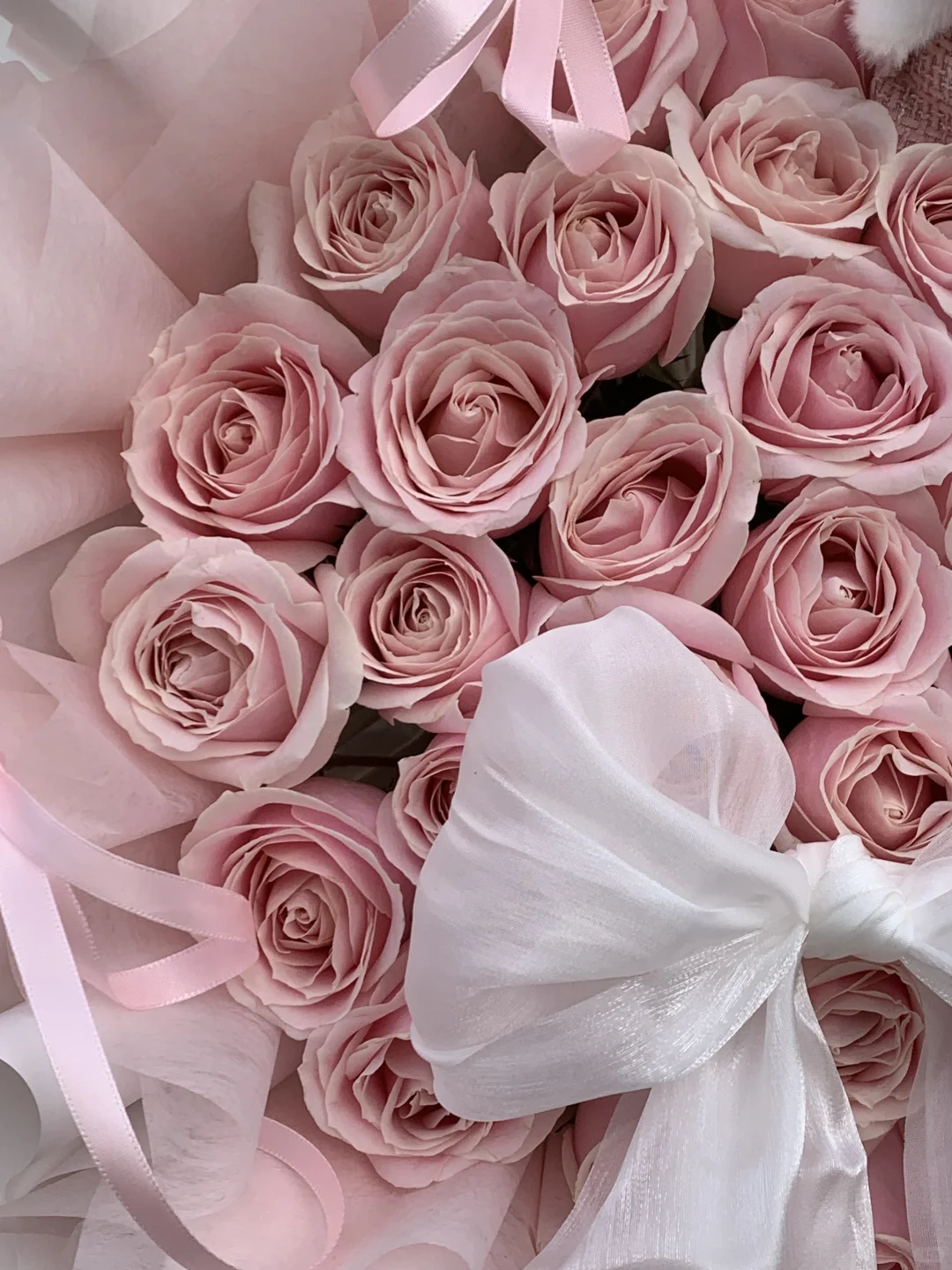 🌸粉色玫瑰，如你般娇嫩可爱🫧秦皇岛花店