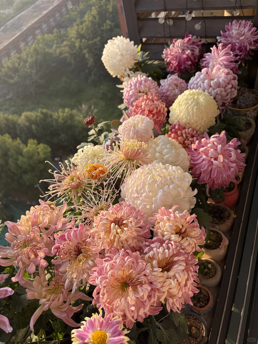 日出拍出了日落的感觉