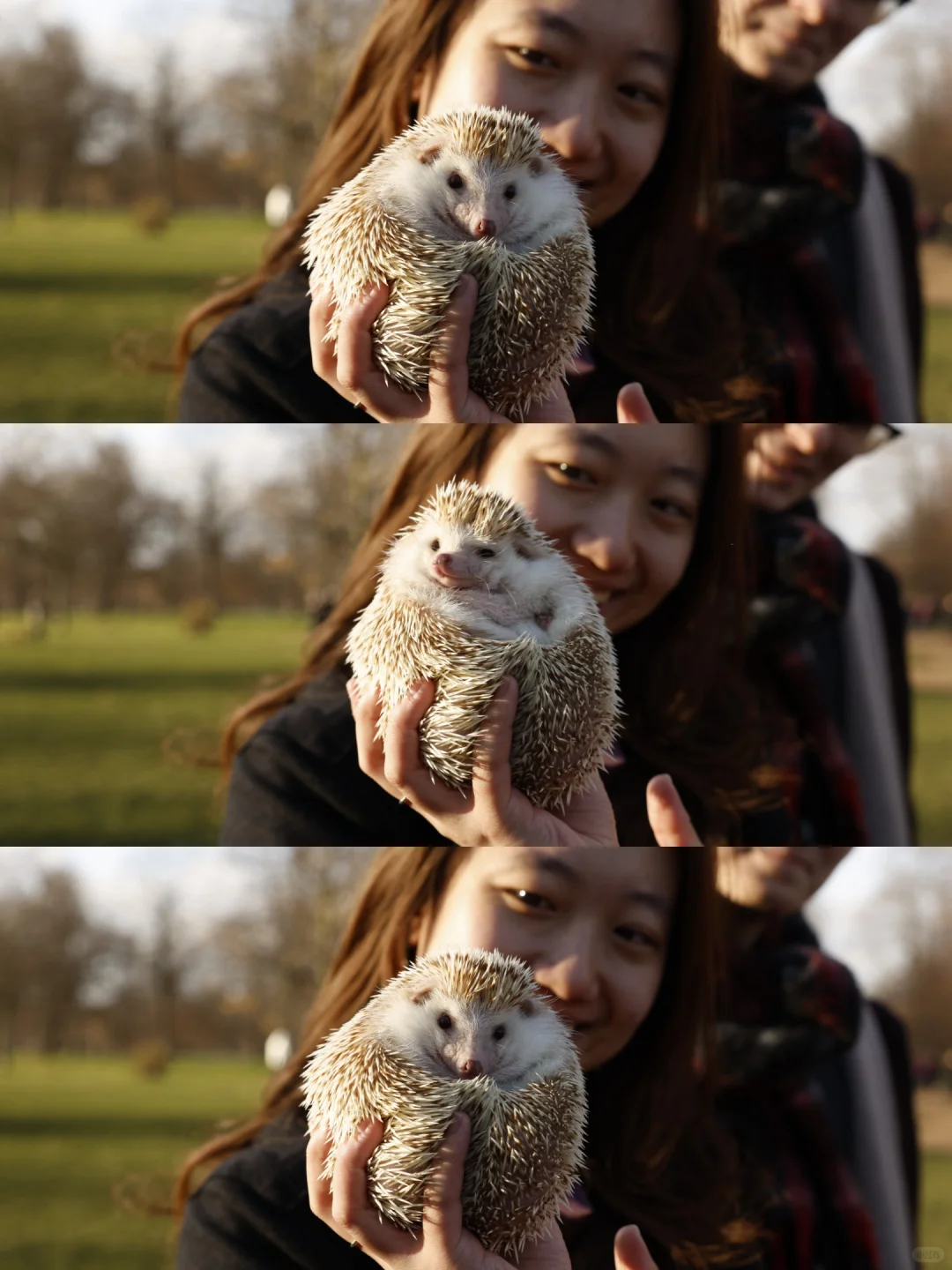 🎄🇬🇧腊肠犬派对 竟混进来此等可爱尤物