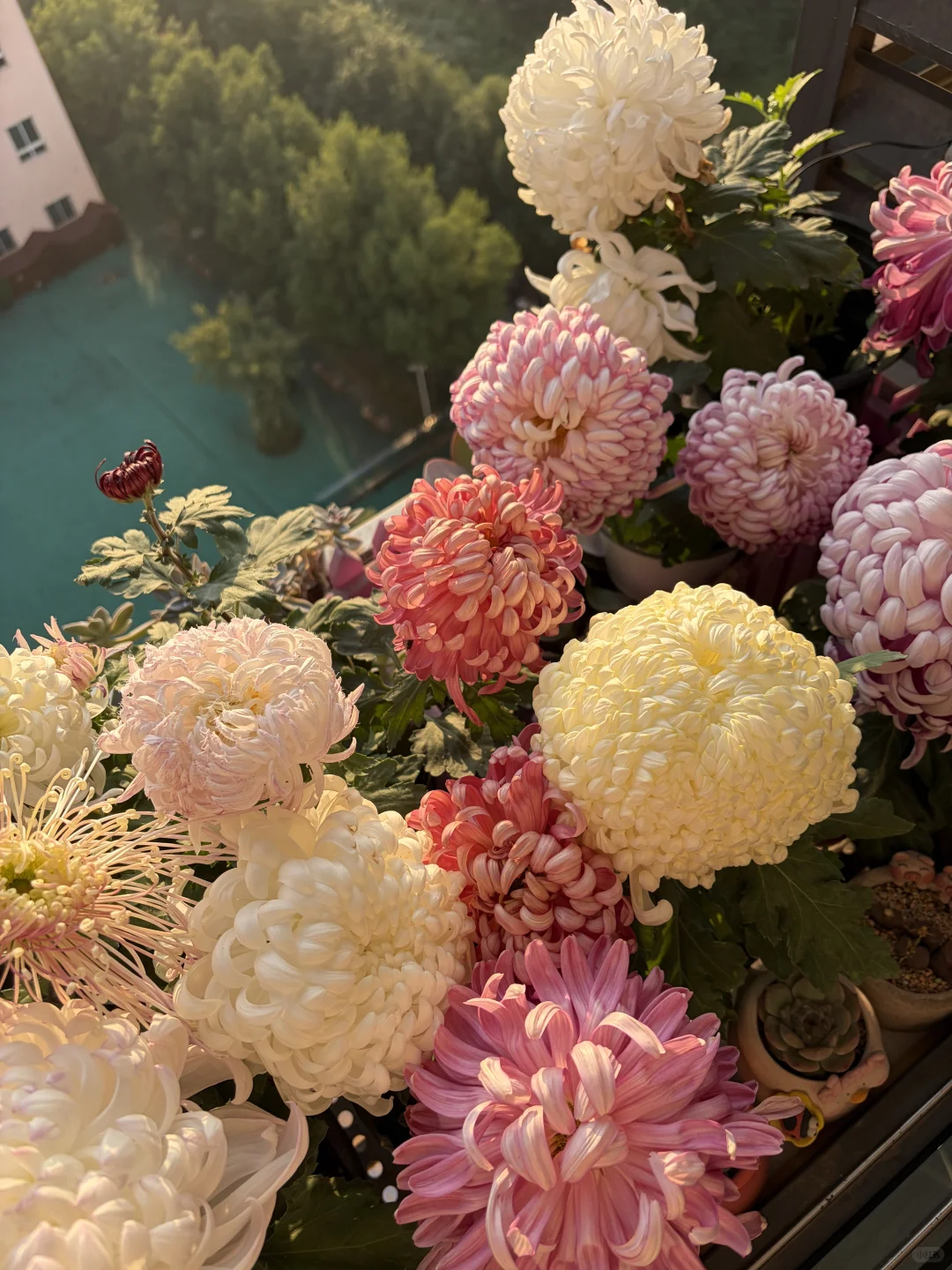 日出拍出了日落的感觉