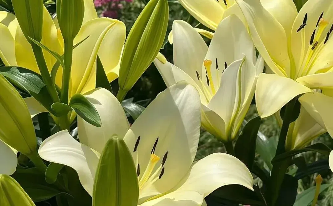 小众又高级的壁纸来啦！🌼