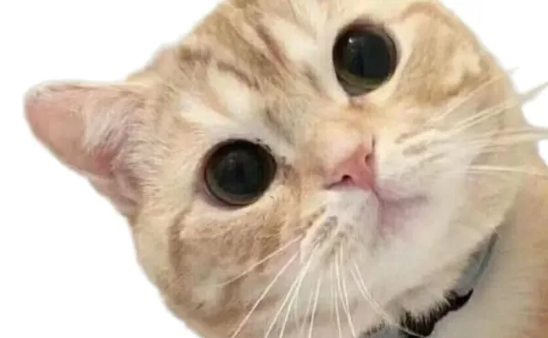 表情包丨句句不黄，句句很撩