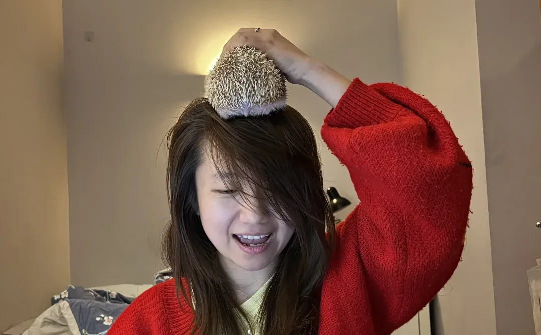 🎄🇬🇧腊肠犬派对 竟混进来此等可爱尤物