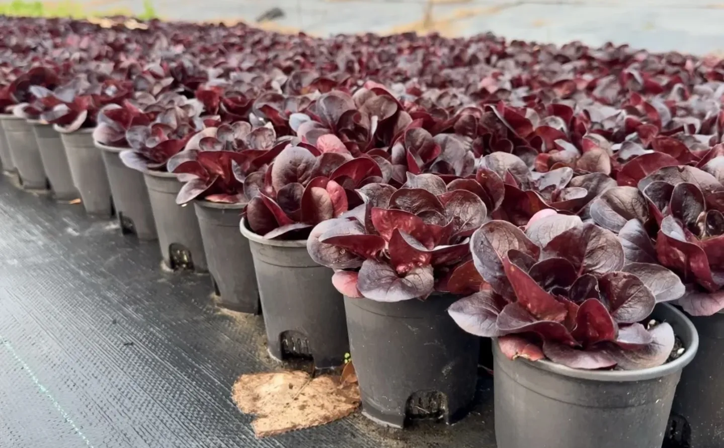 像花一样的紫蝶生菜