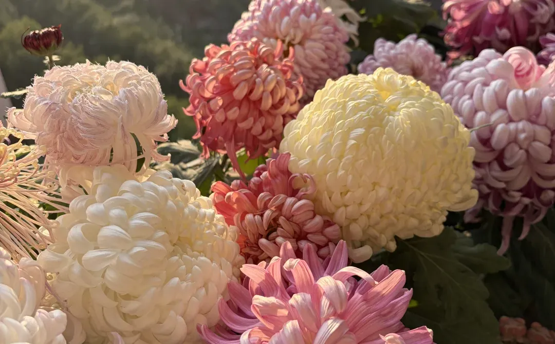 日出拍出了日落的感觉