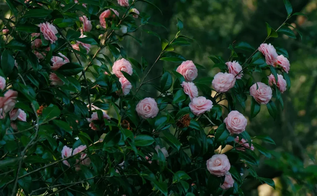 如果来点小雨，就是真正的娇艳欲滴了吧