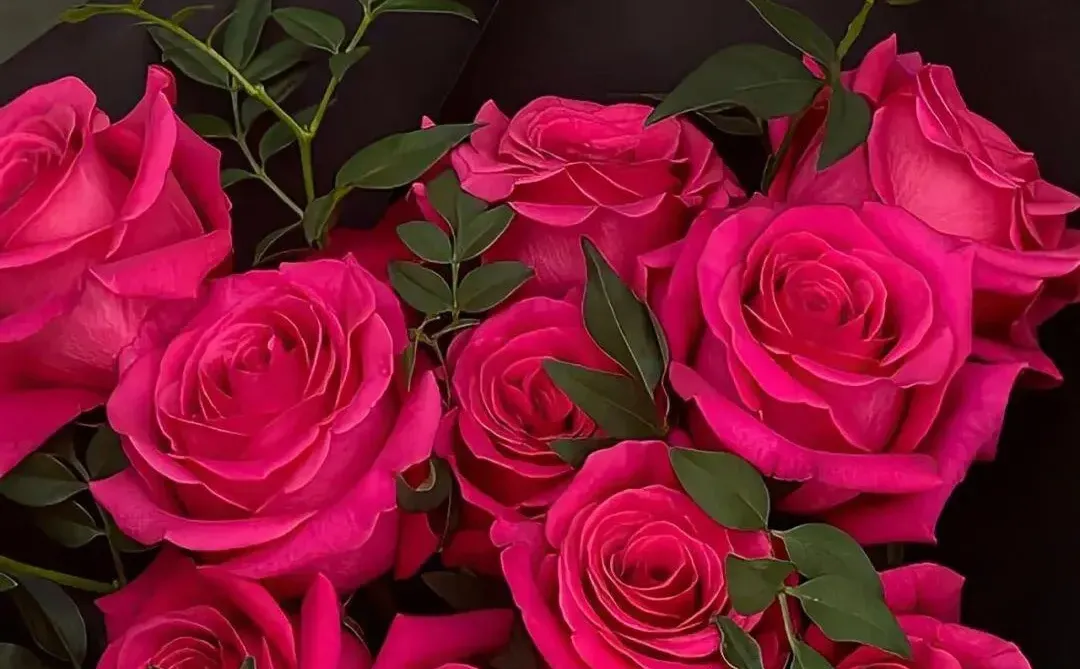 能量壁纸｜🌹如火夏日与娇艳的玫瑰更配哦🔥