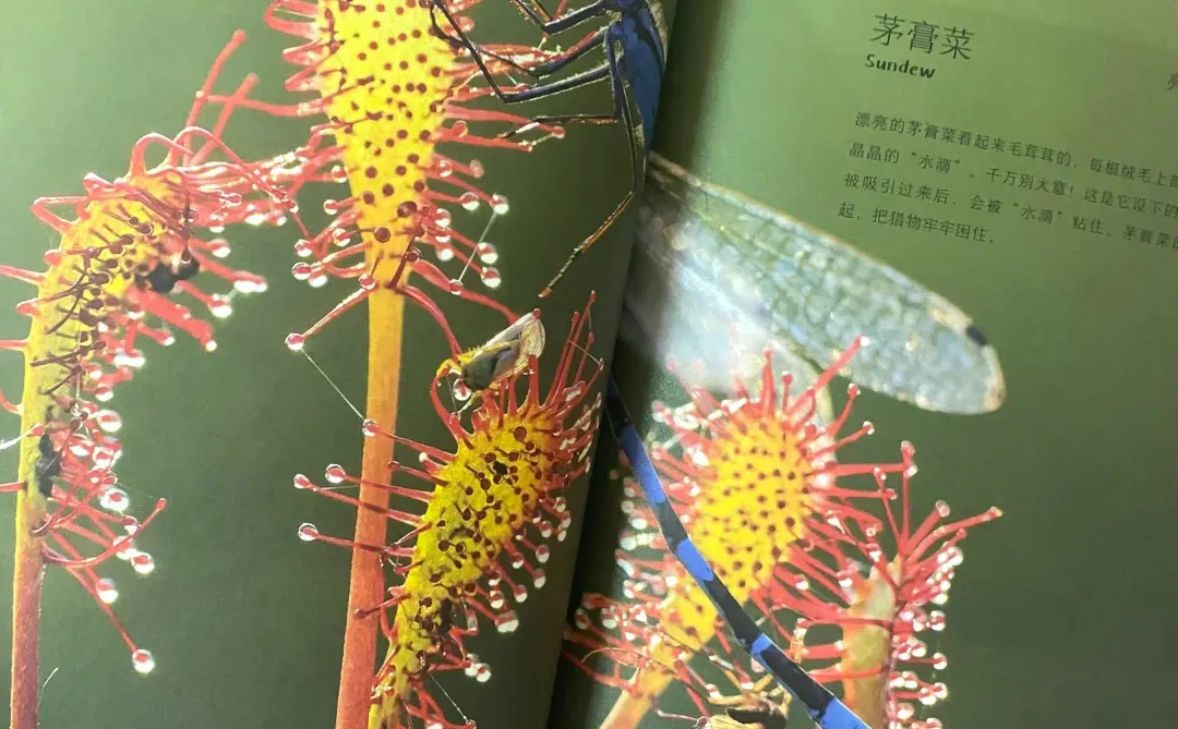 60w妈妈认可的作品续集，让孩子喜欢上科普！