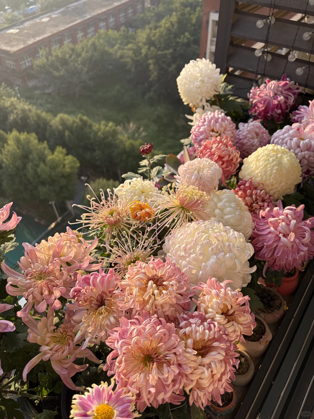 日出拍出了日落的感觉