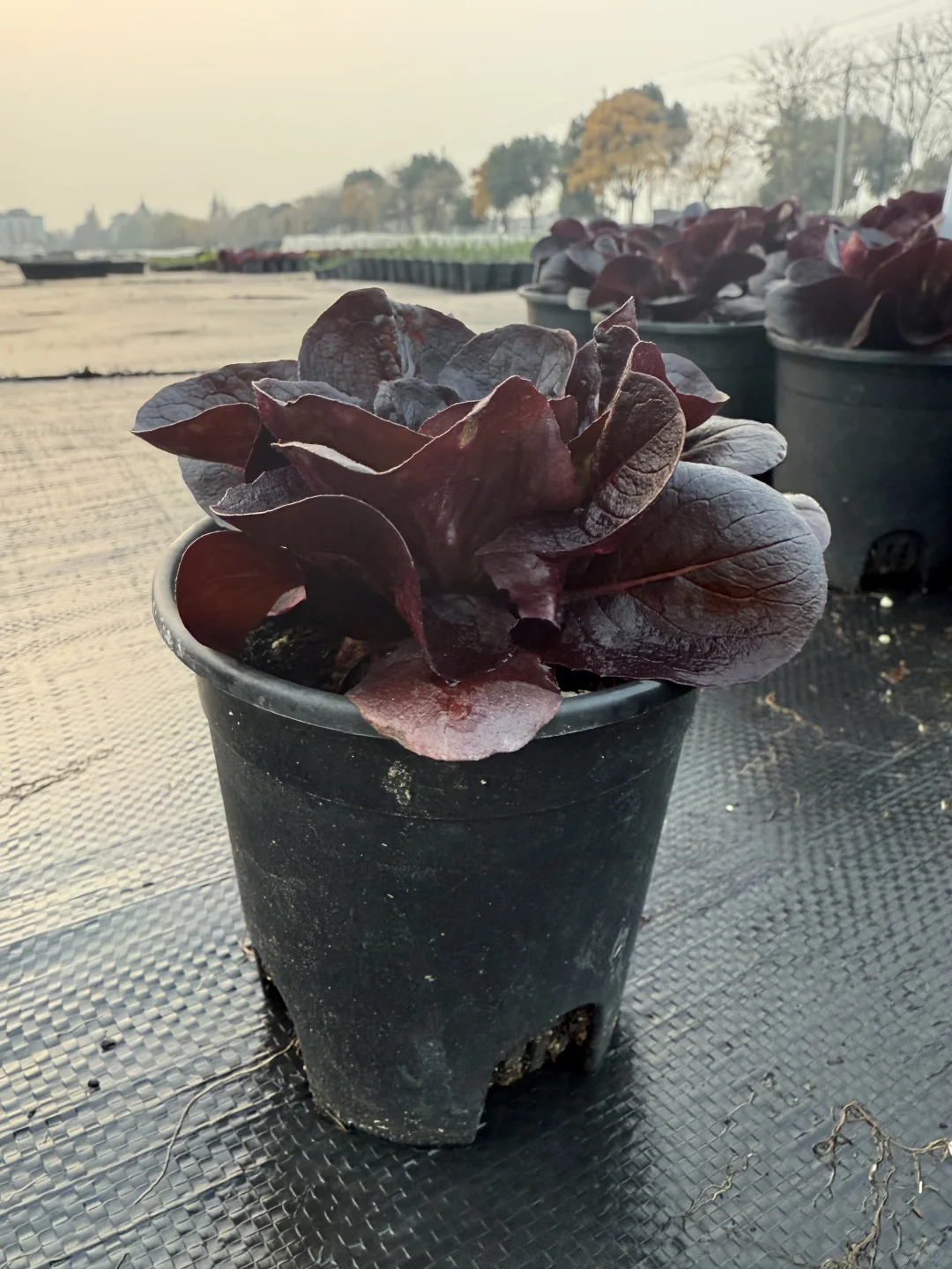 像花一样的紫蝶生菜