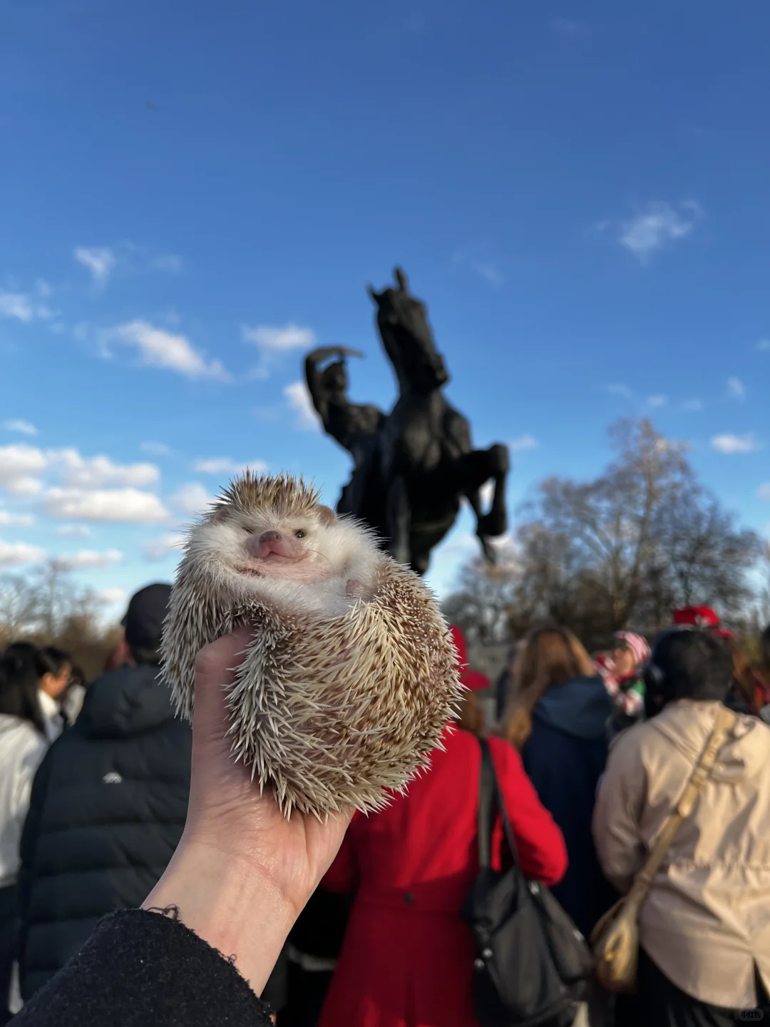 🎄🇬🇧腊肠犬派对 竟混进来此等可爱尤物