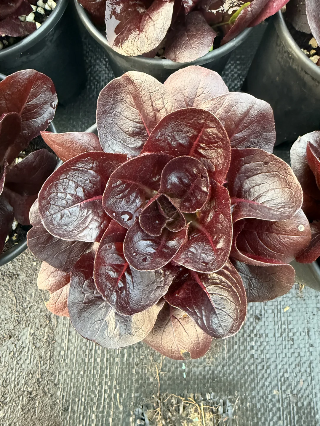 像花一样的紫蝶生菜