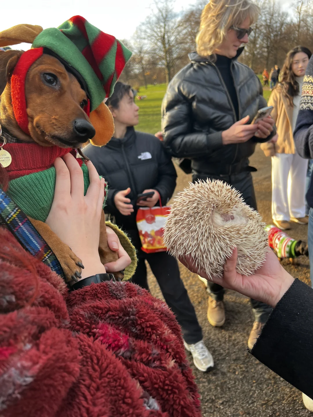 🎄🇬🇧腊肠犬派对 竟混进来此等可爱尤物
