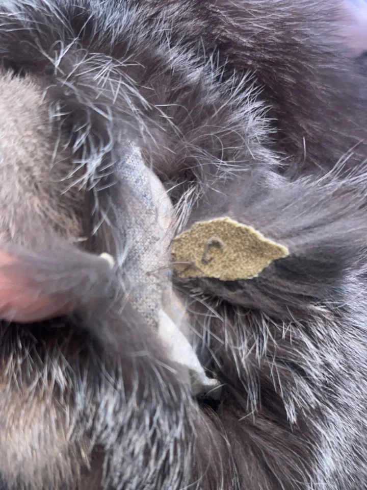 曝光辛选的选品质量 正常人都看得出翻新皮