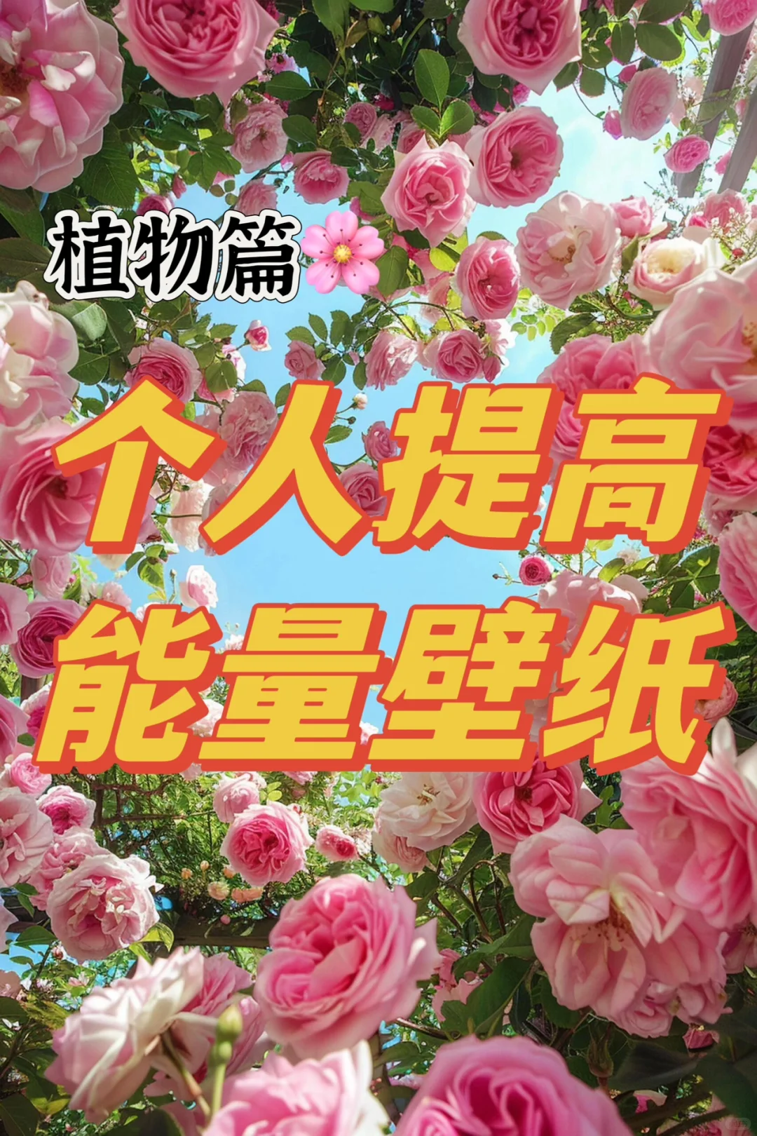 能量壁纸｜🌹如火夏日与娇艳的玫瑰更配哦🔥