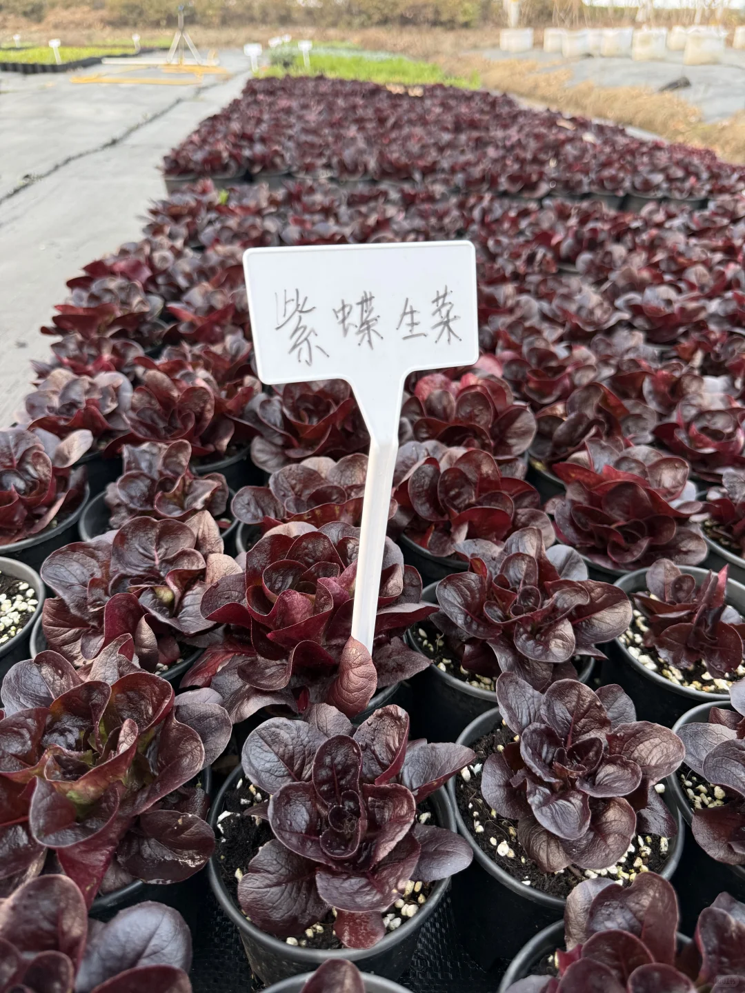 像花一样的紫蝶生菜