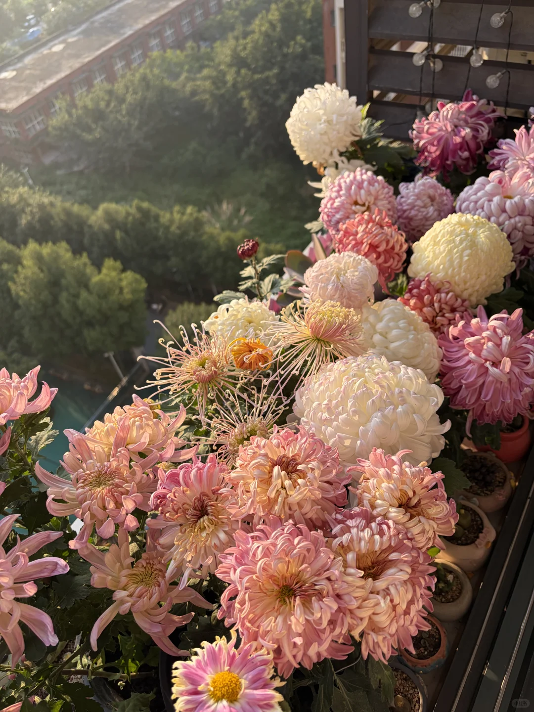 日出拍出了日落的感觉