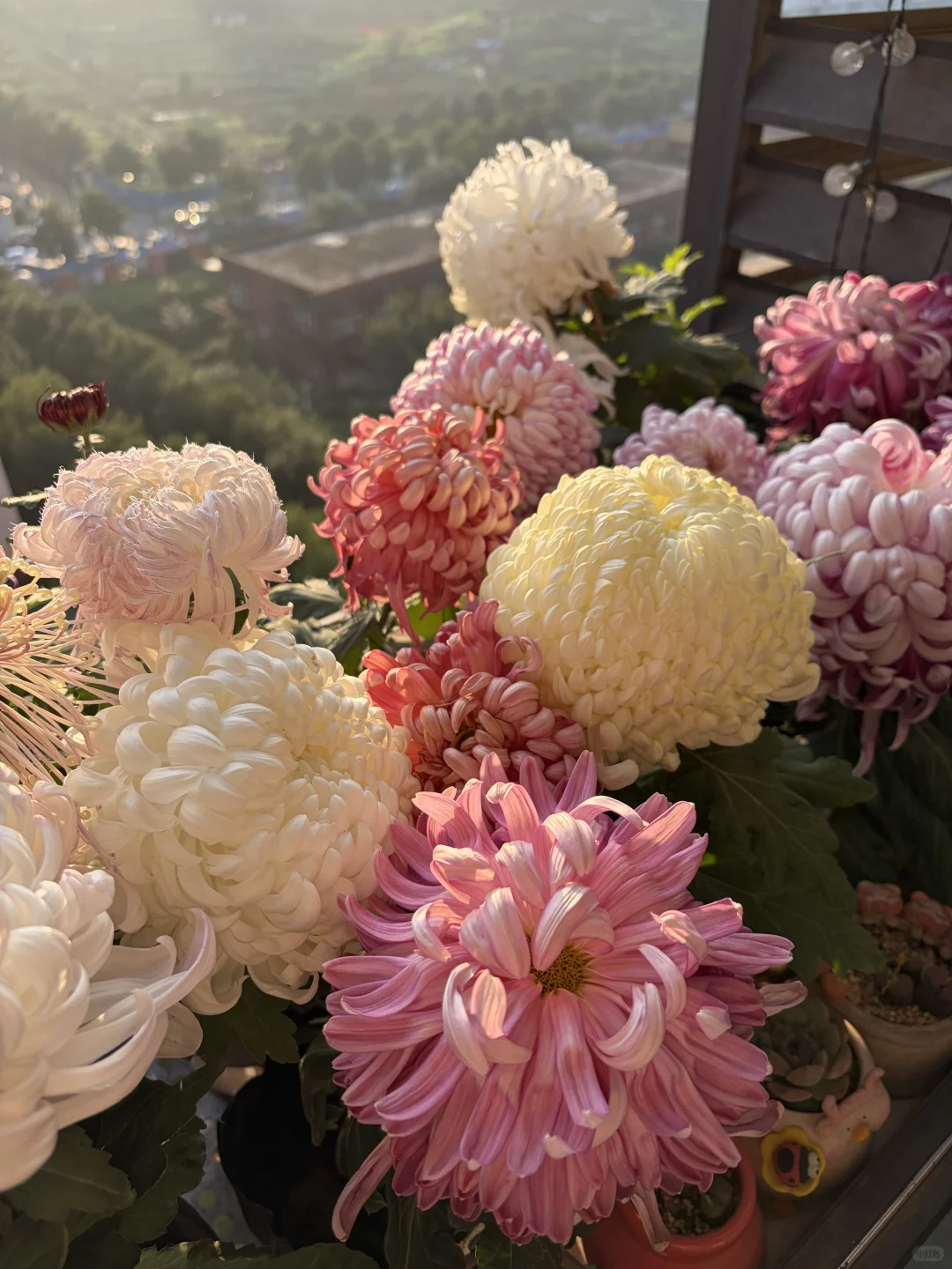 日出拍出了日落的感觉