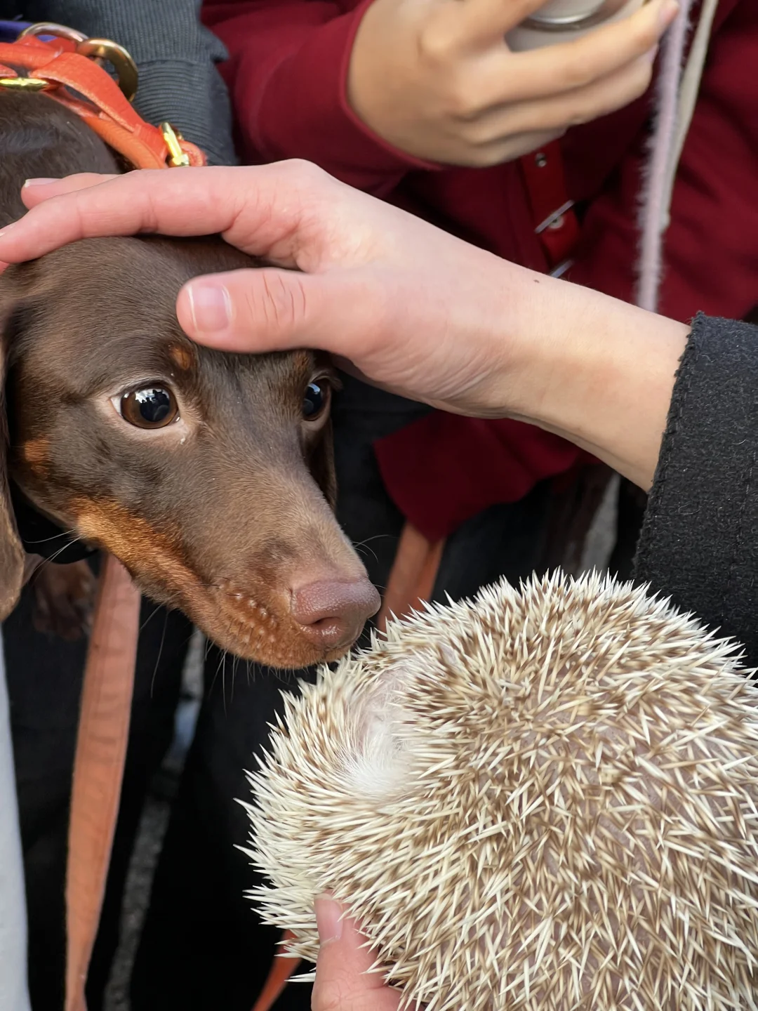 🎄🇬🇧腊肠犬派对 竟混进来此等可爱尤物