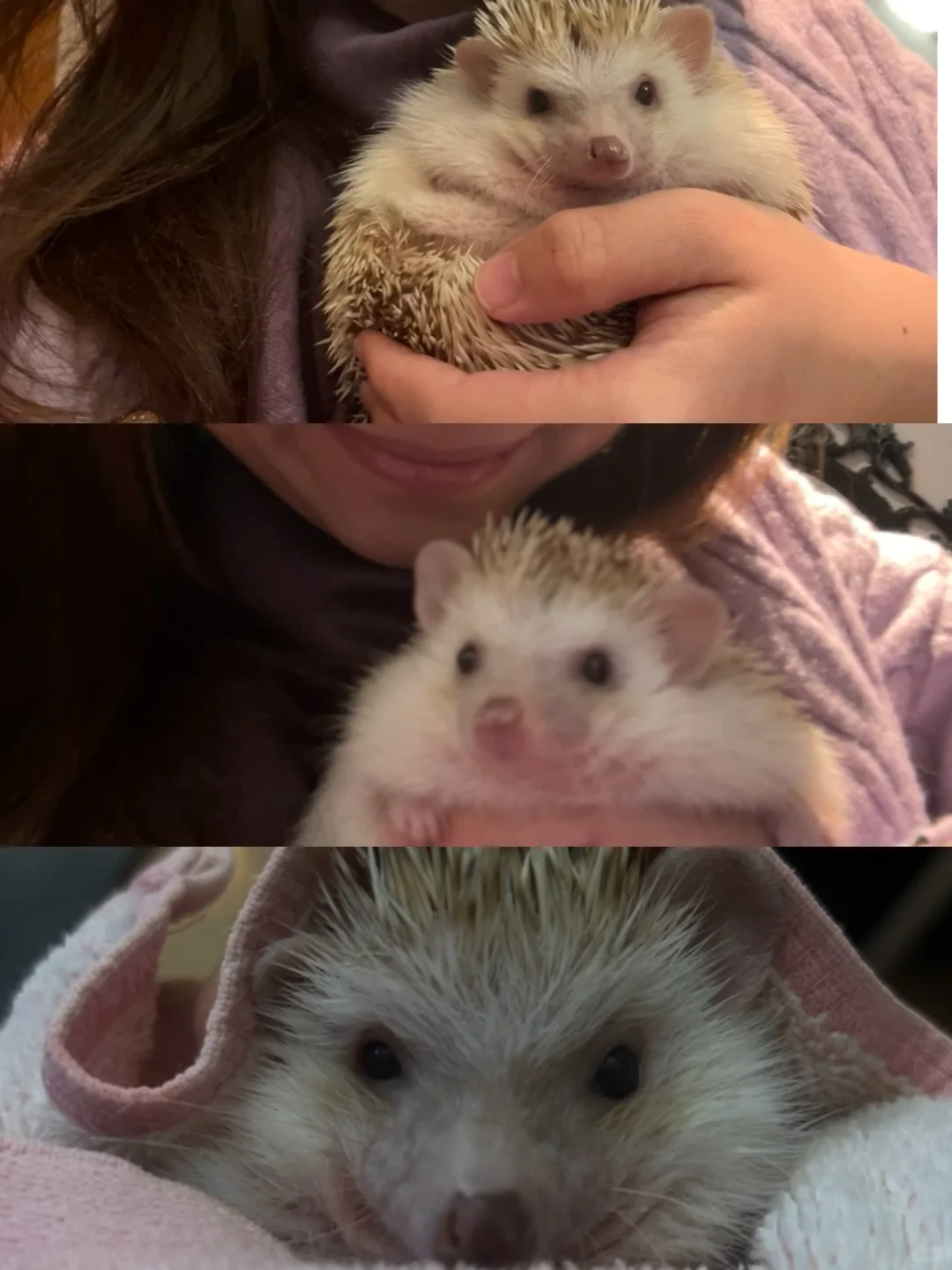 🎄🇬🇧腊肠犬派对 竟混进来此等可爱尤物