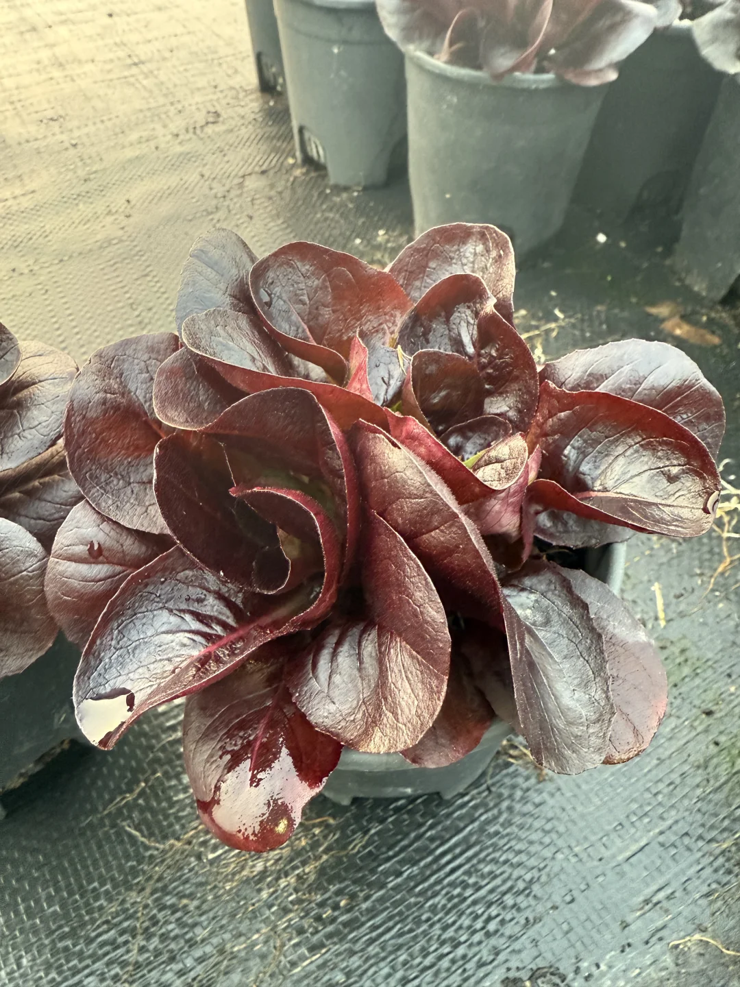 像花一样的紫蝶生菜