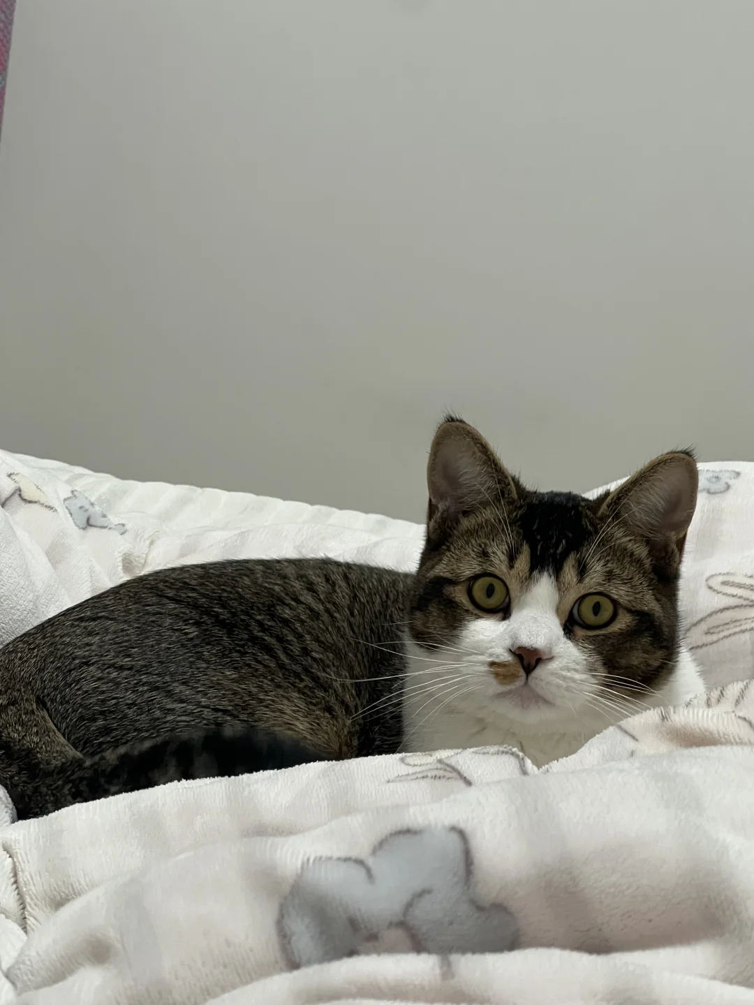 天呐天呐，我床上竟有此等尤物