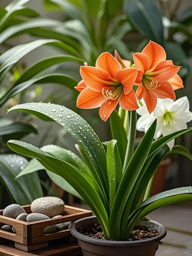 No.20#每日一植# 朱顶红 🌷