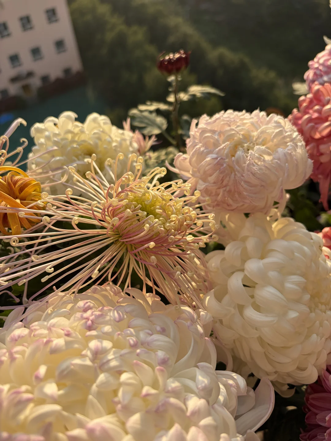 日出拍出了日落的感觉