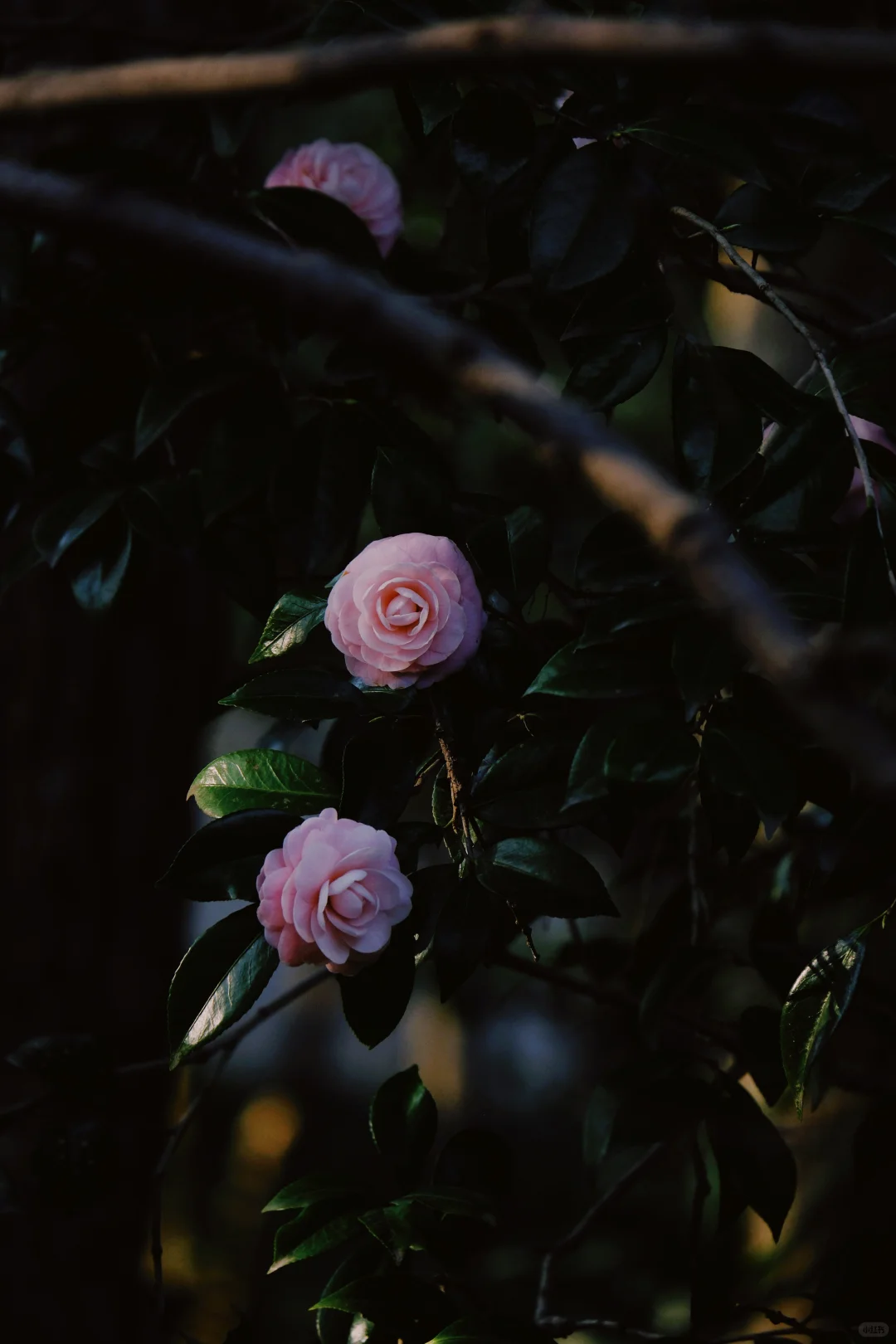 如果来点小雨，就是真正的娇艳欲滴了吧