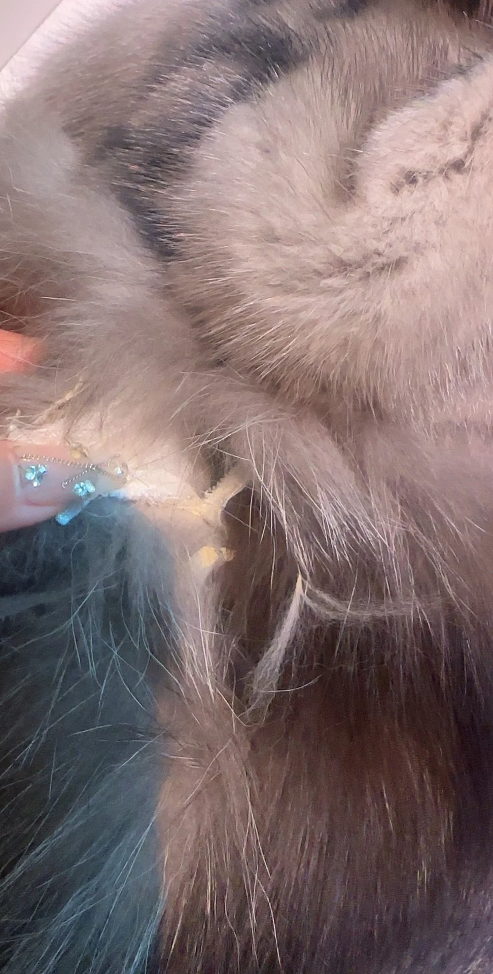 曝光辛选的选品质量 正常人都看得出翻新皮