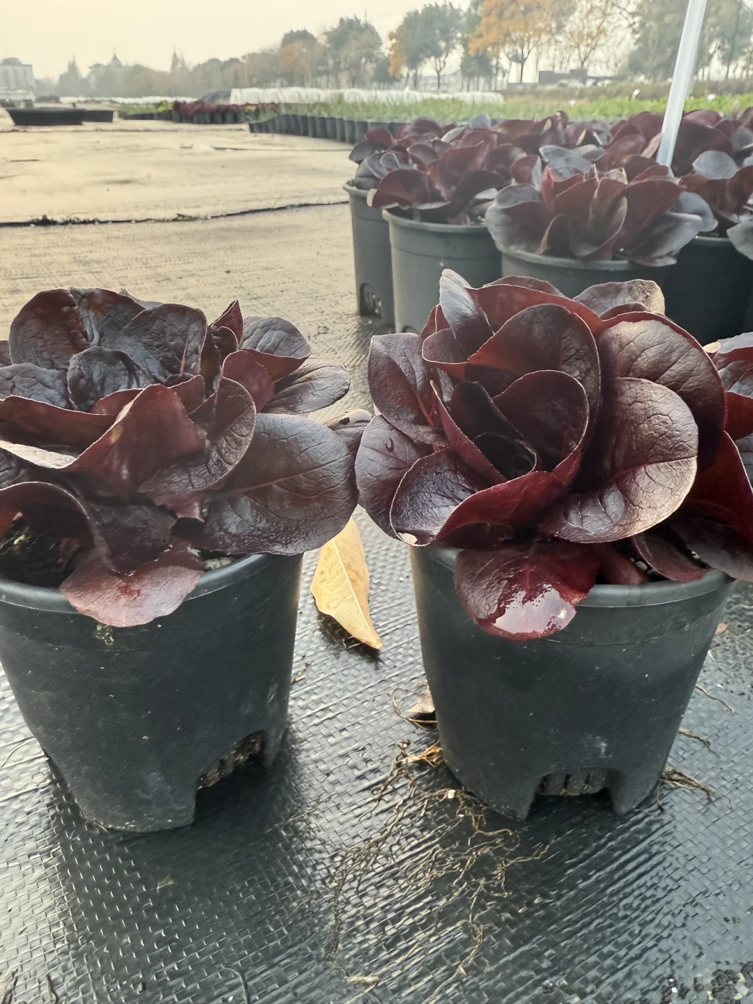 像花一样的紫蝶生菜