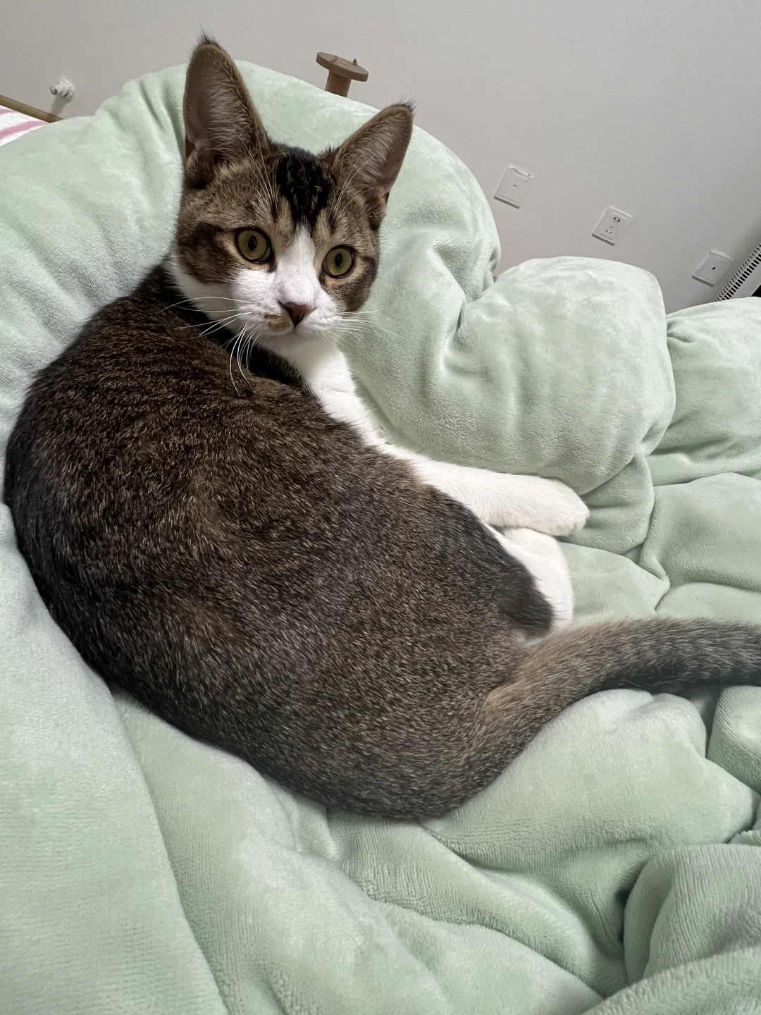 天呐天呐，我床上竟有此等尤物