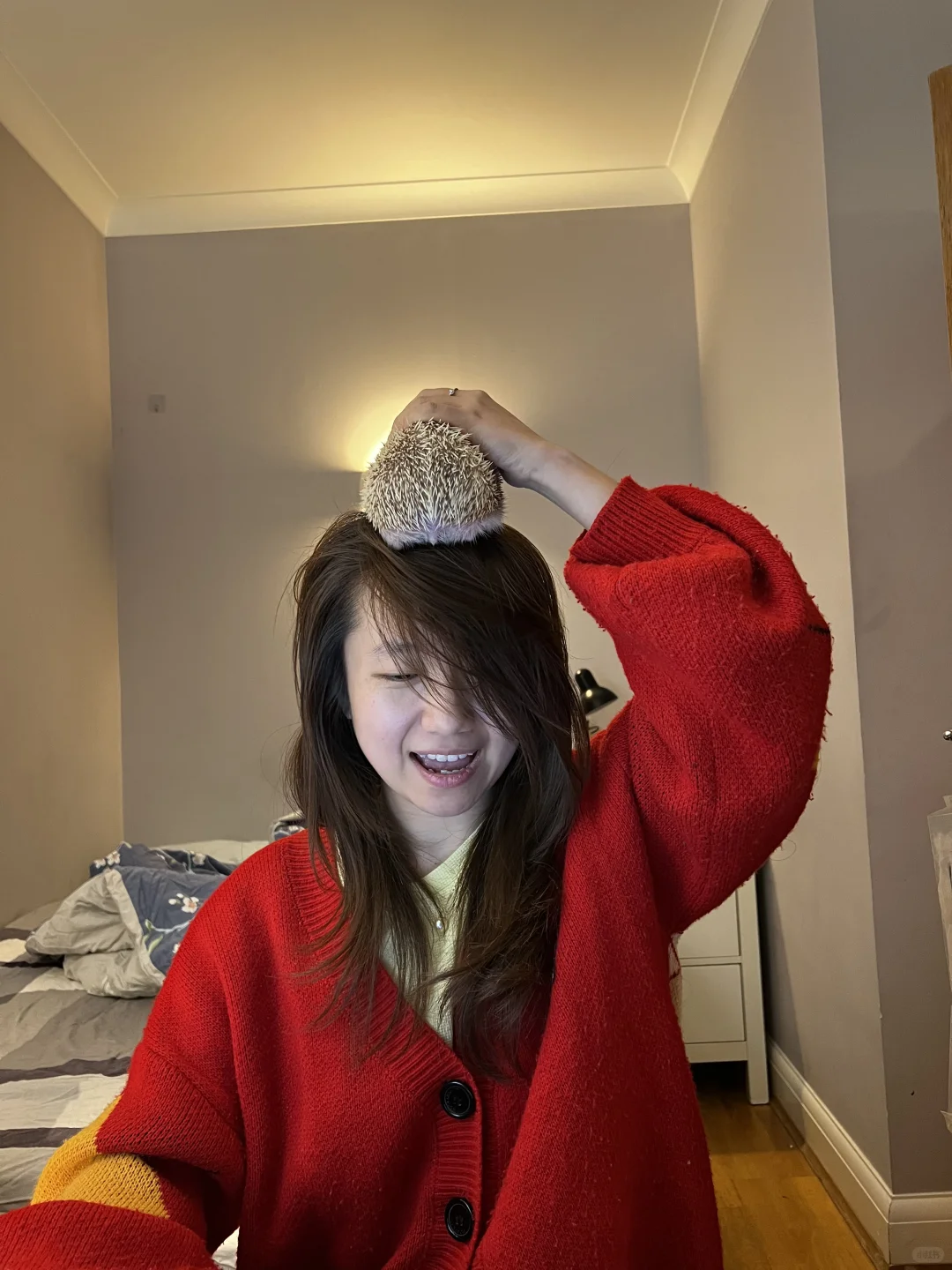 🎄🇬🇧腊肠犬派对 竟混进来此等可爱尤物