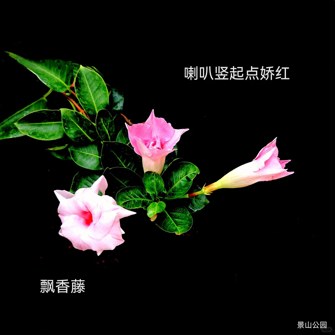 早晨见到美，一天好心情。