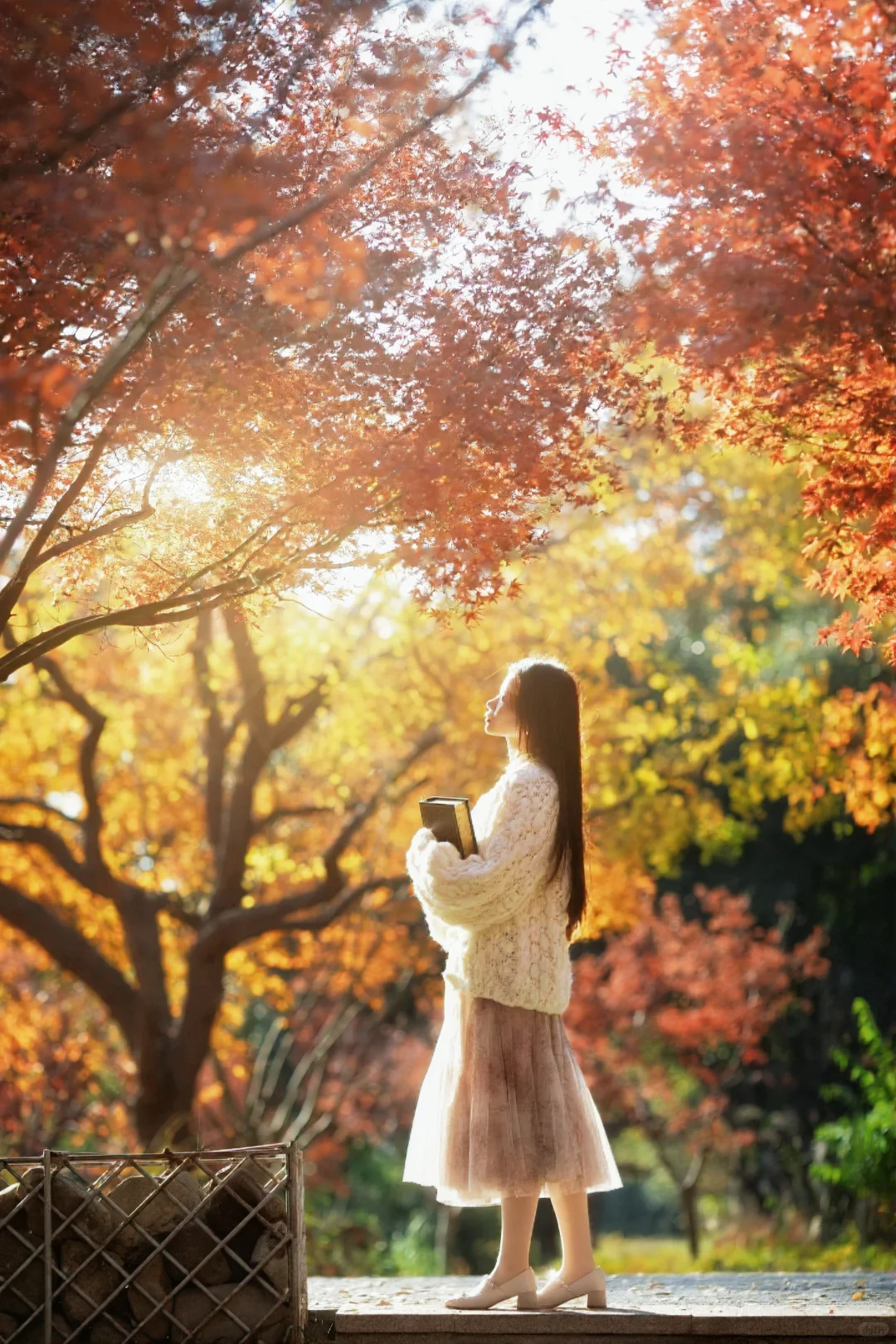 请你看过秋天的落叶🍂还有琉光