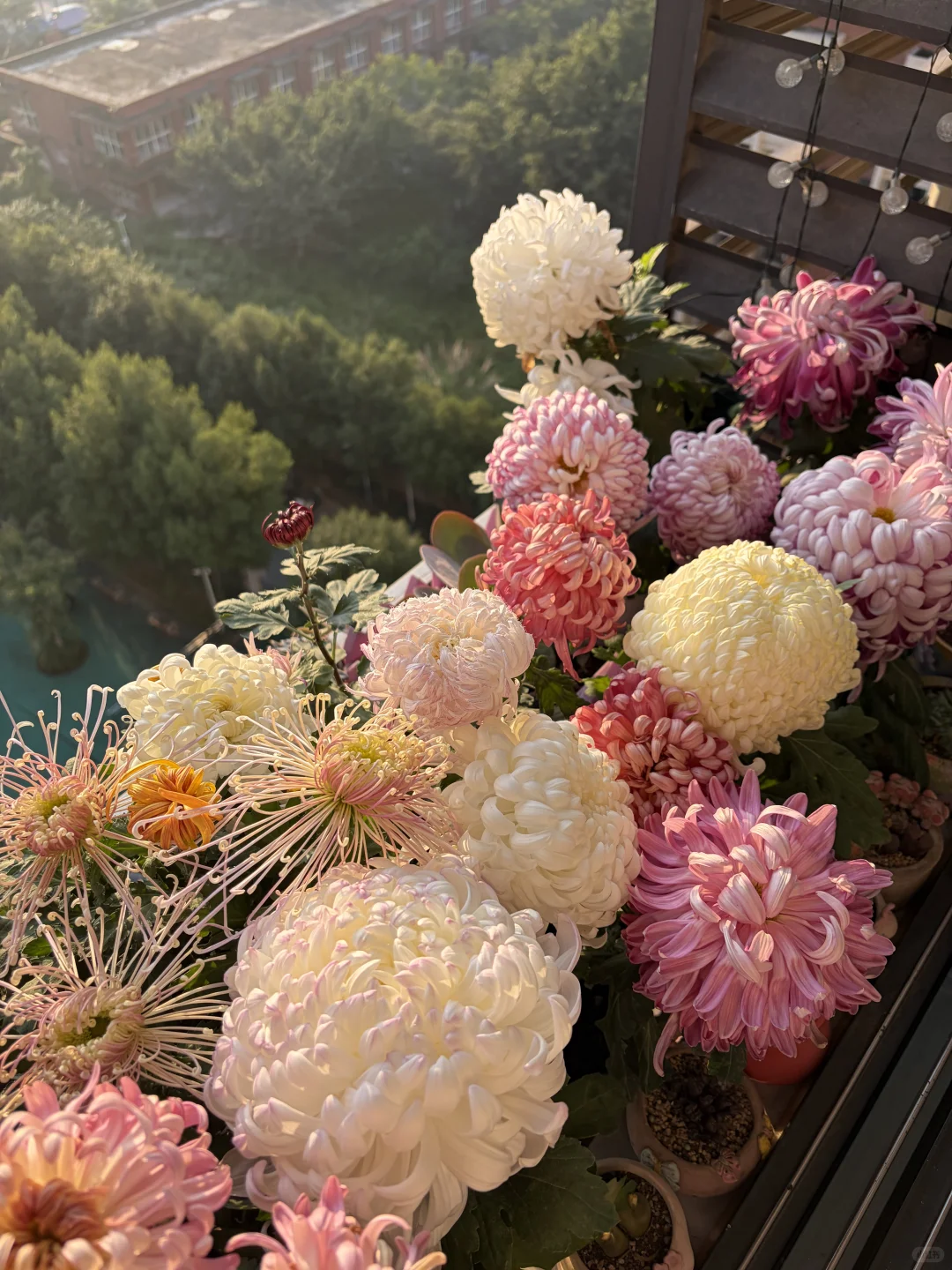 日出拍出了日落的感觉