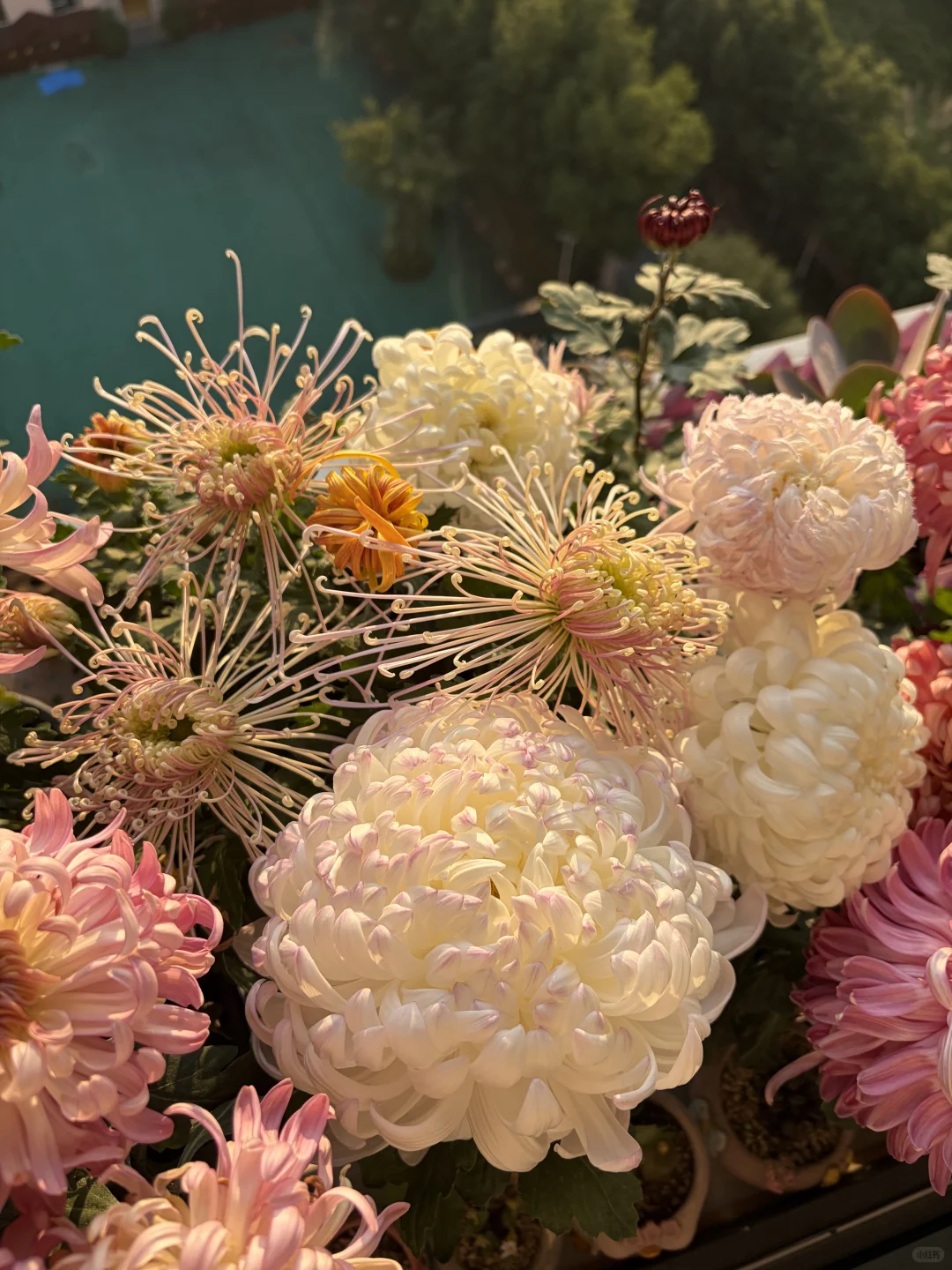 日出拍出了日落的感觉