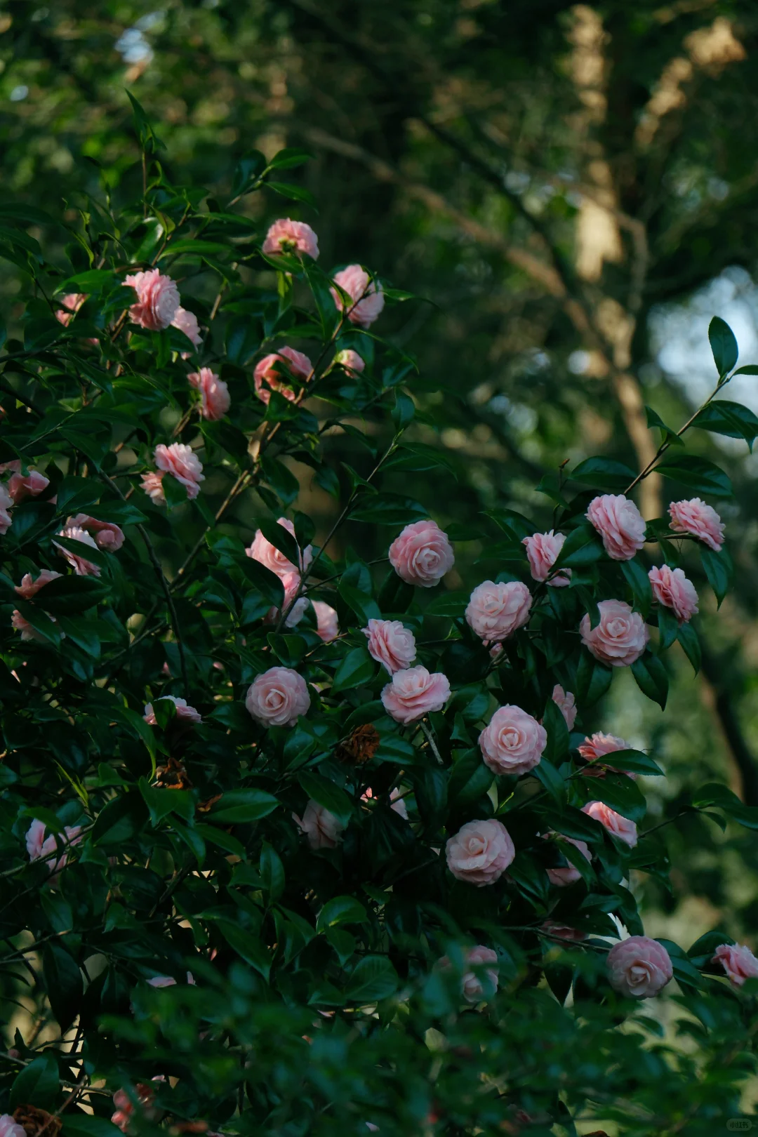 如果来点小雨，就是真正的娇艳欲滴了吧