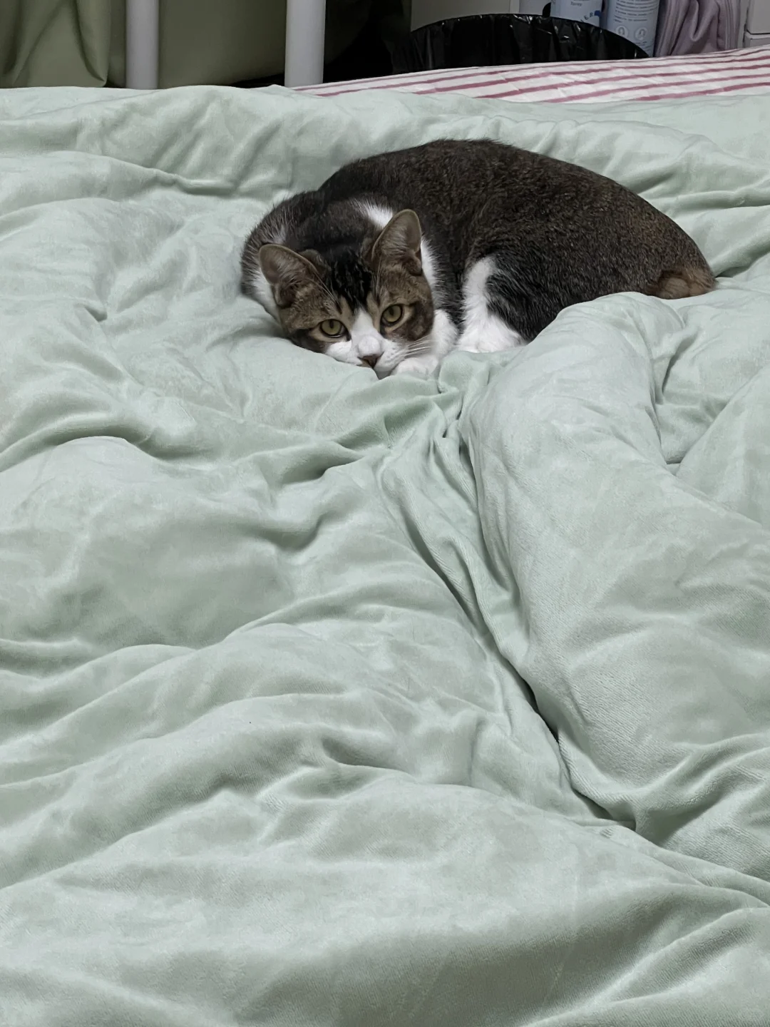 天呐天呐，我床上竟有此等尤物