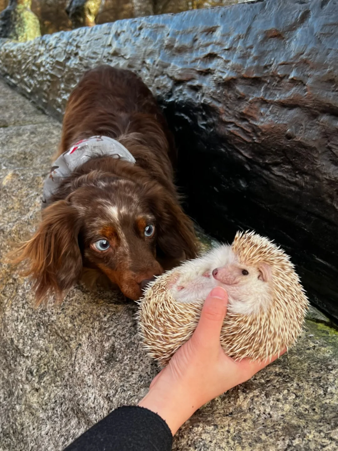 🎄🇬🇧腊肠犬派对 竟混进来此等可爱尤物