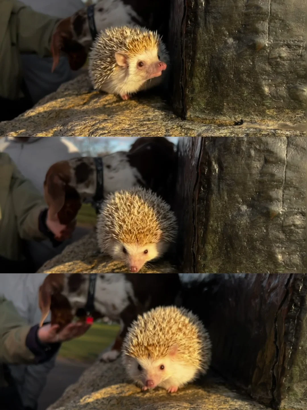 🎄🇬🇧腊肠犬派对 竟混进来此等可爱尤物