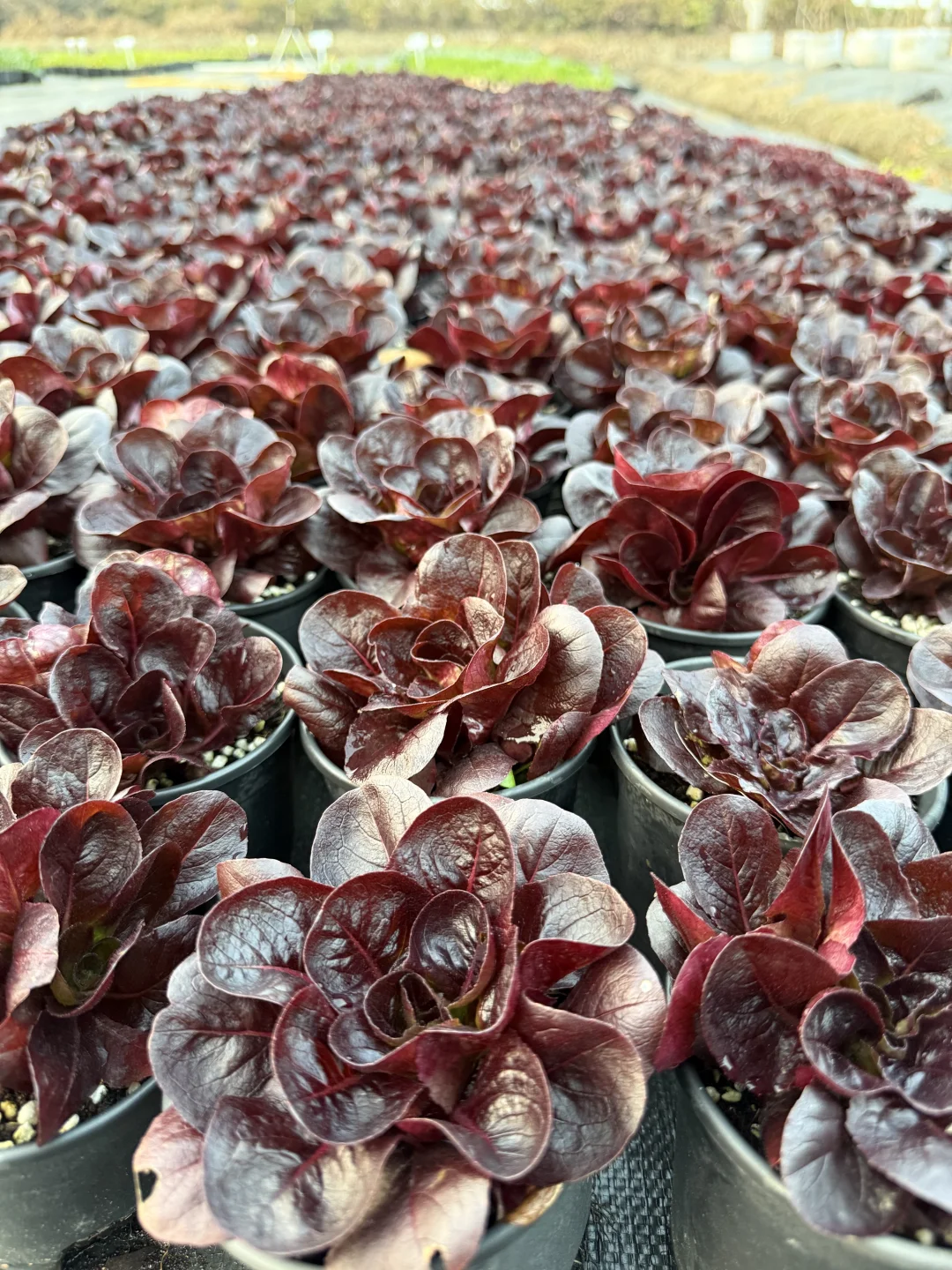 像花一样的紫蝶生菜