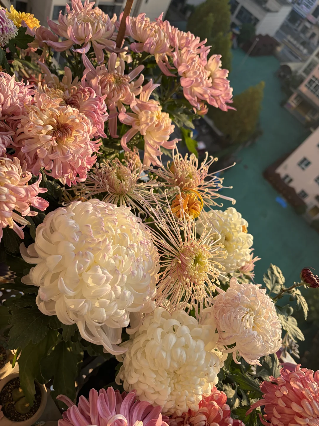 日出拍出了日落的感觉