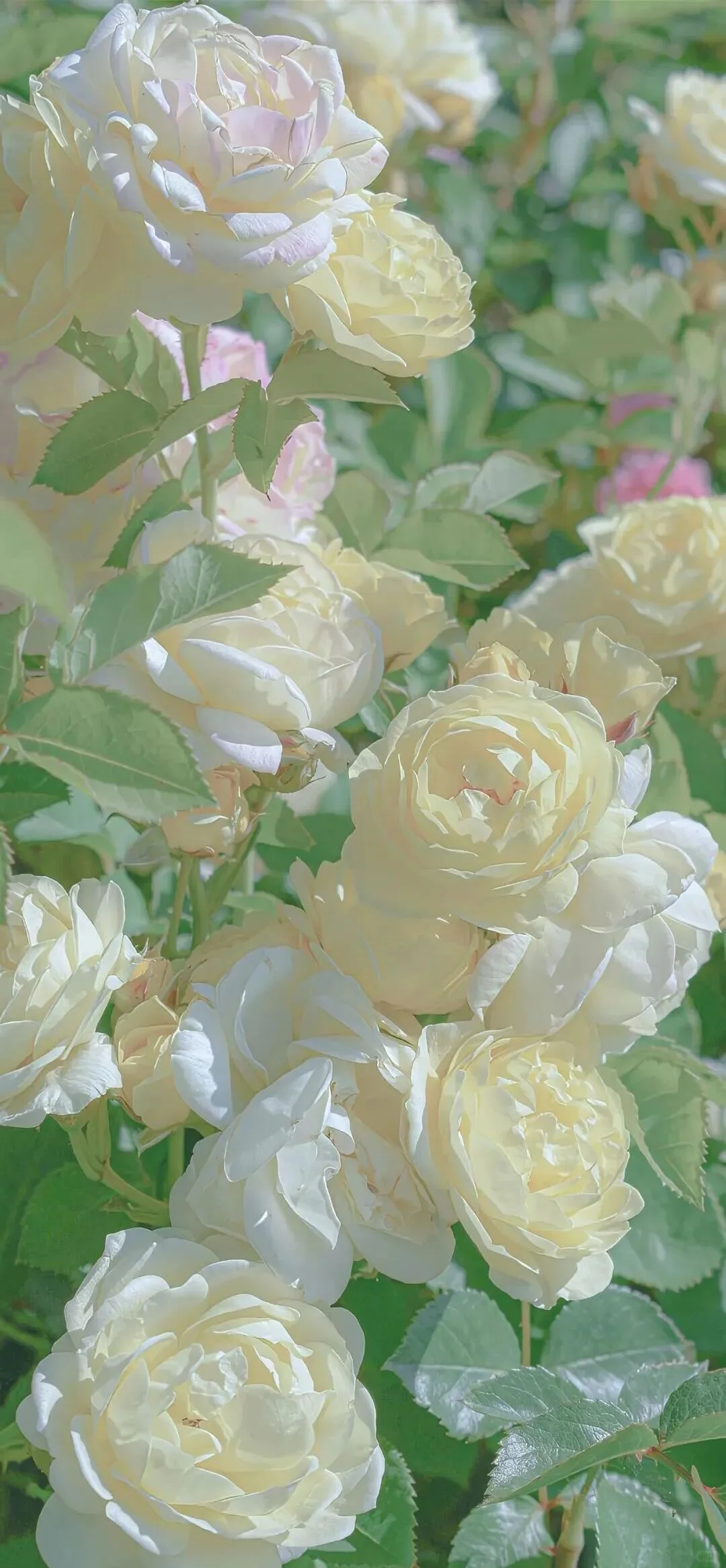 小众又高级的壁纸来啦！🌼